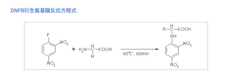 DNFB衍生氨基酸反应程式